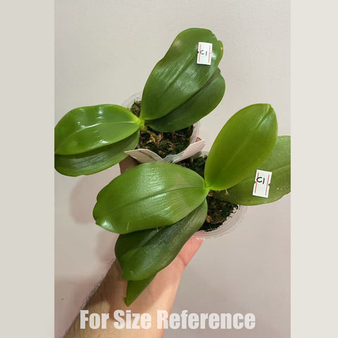 [AS-IS] Phal. tetraspis “christiana C1” 盾花C1 [Dec in stock]