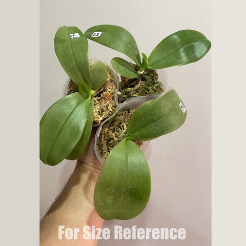 [Potted] Phal. bellina Pink ‘YM’ 粉貝利娜 [Dec in stock]