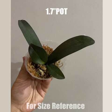 [Bare-root]Phal. Buddha's Treasure 浮陀寶藏 [Aug in Stock]