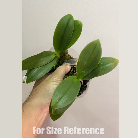 [Potted] Phal. Joy Fairy Tale 歡樂童話 [Dec in stock]