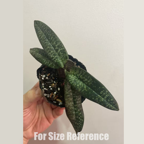 [Bare-root]Paph. micranthum xsib 玉女兜蘭[Dec in stock ]