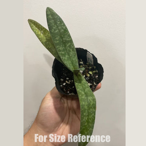 [Bare-root]Paph. bellatulum xsib 巨瓣 [Dec in stock]