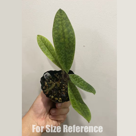 [Potted] Paph. venustum × sib 秀麗兜 [Dec in stock]