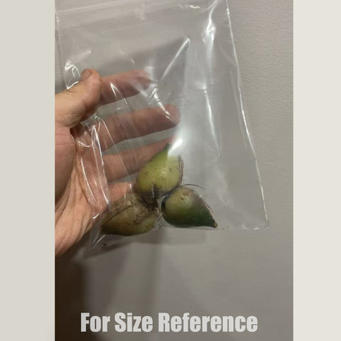 [Bulb] Pleione formosana alba 白花獨蒜蘭 [Jan in stock]