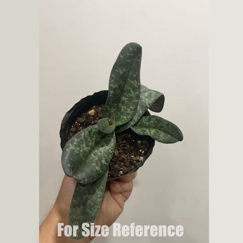 [Bare-root] Paph. wenshanense xsib 文山兜蘭 [Dec in stock]