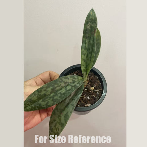 [Bare-root]Paph sukhakulii xsib 蘇氏兜蘭 [Dec in stock]