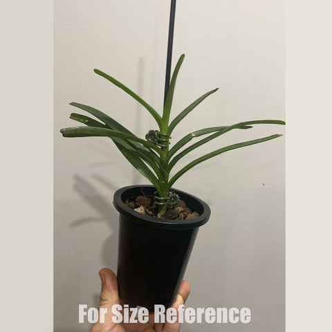 [Bare-root] Renanthera citrina 黃花火焰蘭 [Dec in stock]