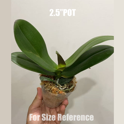 [Potted]Phal. Snow Flake “Big Lip” 雪花大舌頭[Aug in stock]