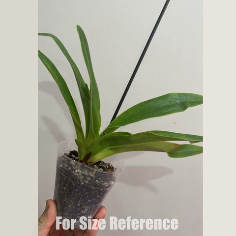 [Bare-root] Paph. tigrinum xsib 虎斑兜 [Dec in stock]