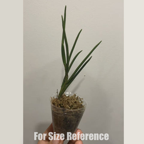 [Bare-root] Luisia spp ‘rainbow’ 金釵蘭‘彩虹’ [Dec in stock]