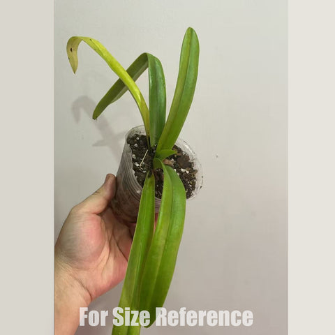 [Bare-root]Paph. hirsutissimum  xsib 帶葉兜蘭 [Dec in Stock]