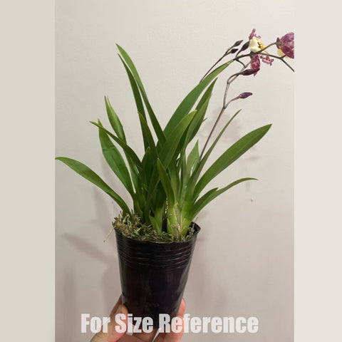 [Potted] Zgd. Calico Gem 豹斑寶石 [Dec in stock]