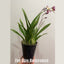 [Bare-root] Zgd. Calico Gem 豹斑寶石 [2.4" BS][Jun in stock]