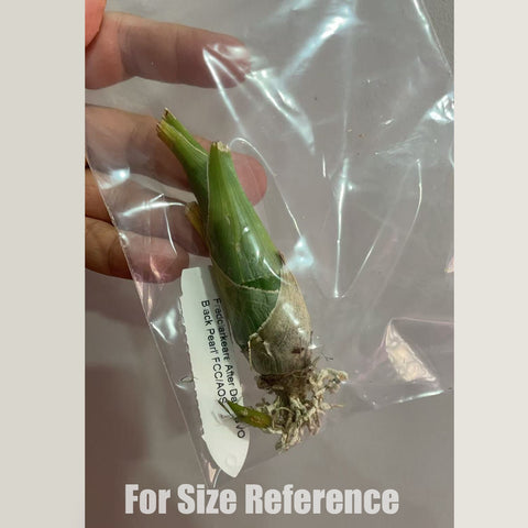 [Bare-root]Fdk. After Dark 'SVO Black Pearl' FCC/AOS 黑珍珠飄唇蘭 [Oct Preorder 25]