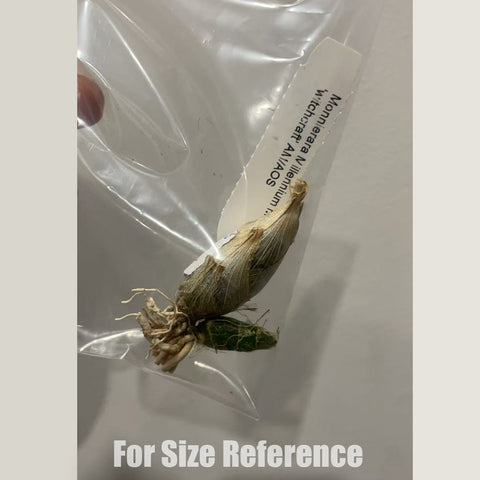 [Bare-root]Monnierara Millennium Magic 'witchcraft' AM/AOS 黑色魔術飄唇蘭 [Oct Preorder 25]