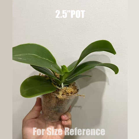 [Bare-root]Phal. Shingher Pure Love x Phal. Chienlung Red King 紫葡萄[Aug in Stock]