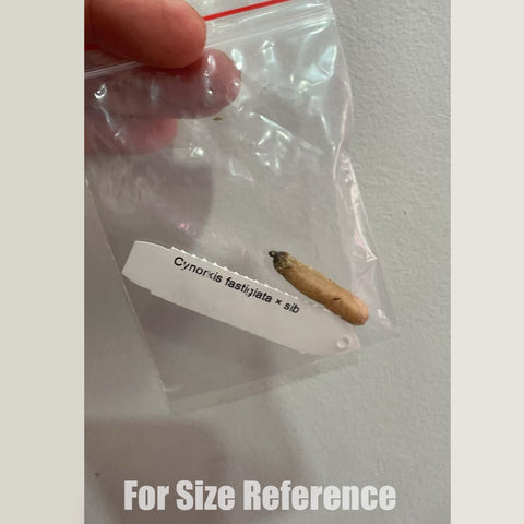 [Bulb]Cynorkis fastigiata × sib 馬達加斯加地生蘭 [Oct Preorder 25]