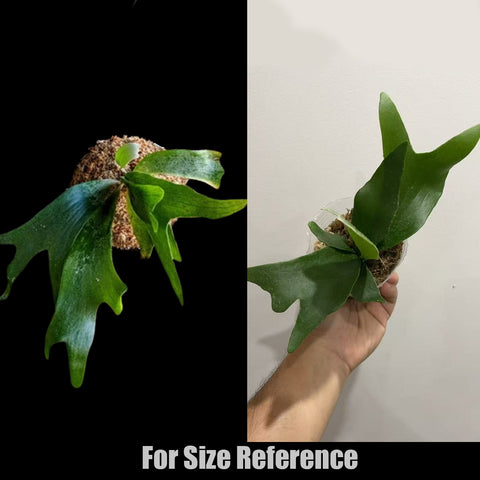 [Potted] Platy. bifurcatum 二歧鹿角蕨 [In stock]