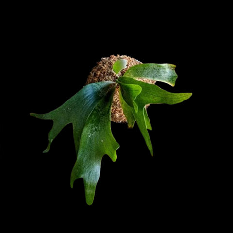 [Potted] Platy. bifurcatum 二歧鹿角蕨 [In stock]