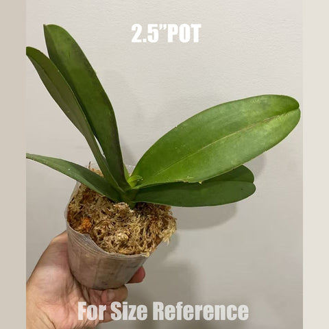 [Bare-root]Phal. Liu's Sakura ‘Red Splash’ 劉氏紅櫻花 [Aug in Stock]