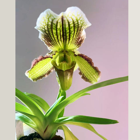 [Bare-root]Paph. Fairly Sauced 大仙女兜蘭 [Dec in Stock]