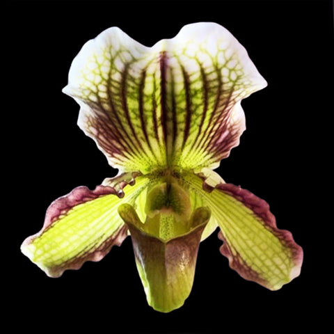 [Bare-root]Paph. Fairly Sauced 大仙女兜蘭 [Dec in Stock]