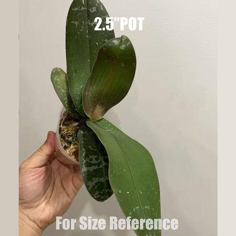 [Bare-root]Phal. schilleriana "Madonna"x stuartiana "Sogo" 麥當娜西x白史 [Aug in Stoin]