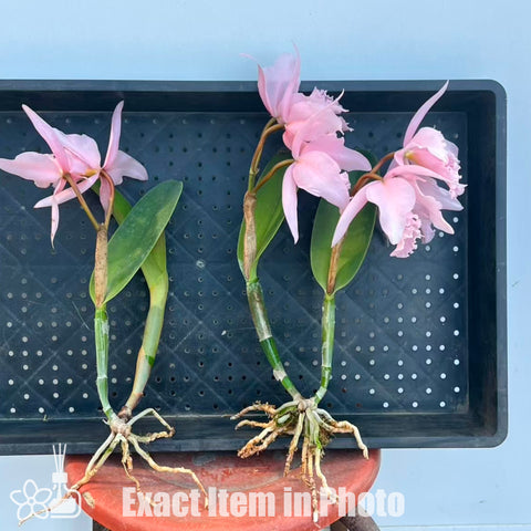 [Bare-root]#Division# C. maxima f . carnea 'sakura whisper' 櫻花馬BS [Jan Special Preorder]