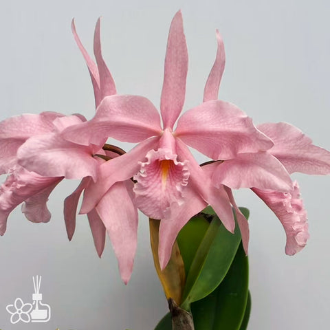 [Bare-root]#Division# C. maxima f . carnea 'sakura whisper' 櫻花馬BS [Jan Special Preorder]