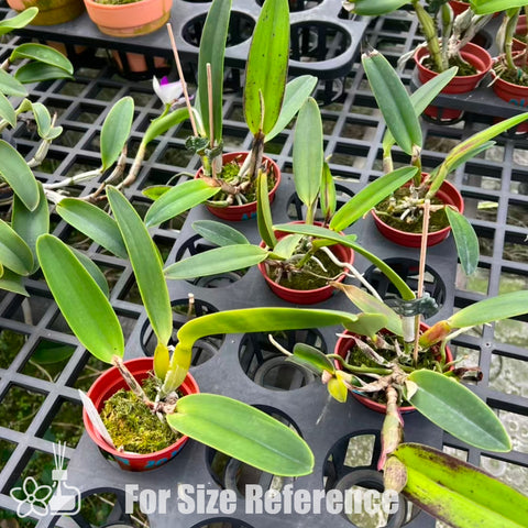 [Bare-root]#Division# C. maxima ruba 'Dark Star' 深紅馬BS [Jan Special Preorder]