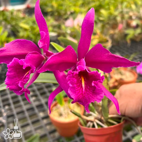 [Bare-root]#Division# C. maxima ruba 'Dark Star' 深紅馬BS [Jan Special Preorder]