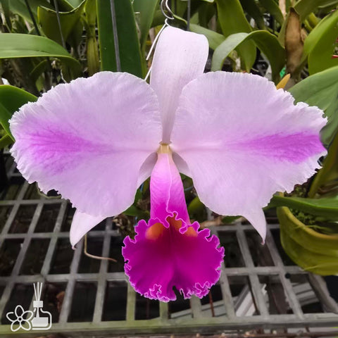 [Bare-root]#Division# C. trianae splash  ”L,W Stunning”-2 潑墨特里 [Jan Special Preorder]