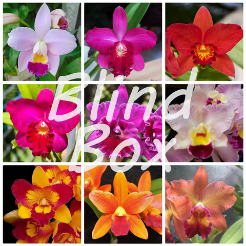 [Bare-root]#Blind Box# Mini Cattleya [Jan Preorder]