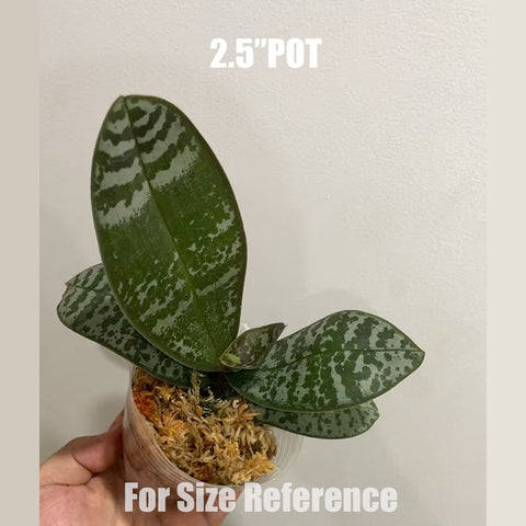 [Bare-root]Phal. stuartiana nobilis x schilleriana '118' 黃史x西118 [Aug in Stock]