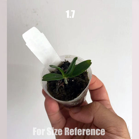 [Bare-root]Aerangis luteoalba rhodosticta 一點紅非洲風蘭[Aug in Stock]
