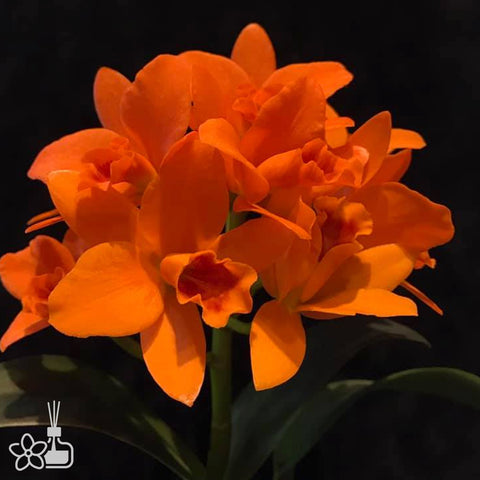 [Bare-root]Rth. Shinfong Little Sun 'Youngmin Golden Boy'揚名金童 [Jan preorder 26]