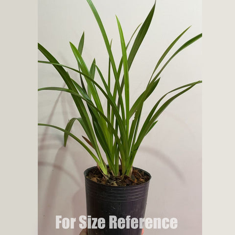 [Bare-rooted]Cym. XiangLan Golden Elf 香蘭黃金小神童 [Jan in stock]