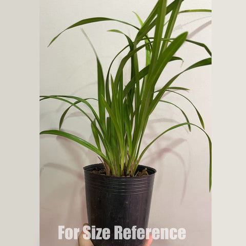 [Bare-rooted]Cym. XiangLan Lady Snow White 香蘭白雪公主[Jan in stock]