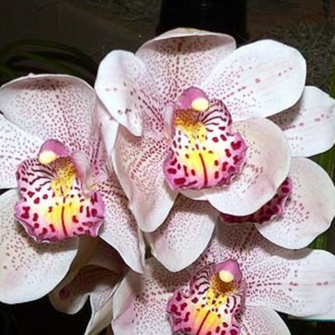 [Bare-root]Cym. Leopard Lady Mary Smith 豹小姐 [Jan in stock]