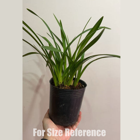 [Bare-root]Cym. Leopard Lady Mary Smith 豹小姐 [Jan in stock]