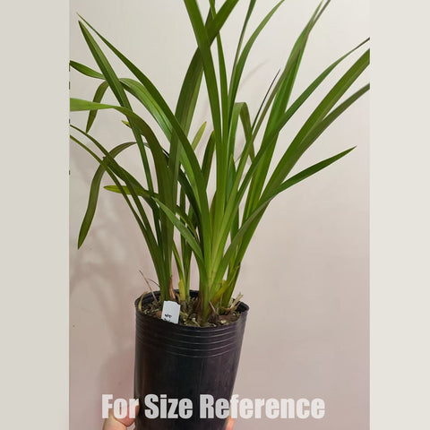 [Bare-rooted]Cym. XiangLan Cafe Noa 香蘭紅諾亞/紅將軍 [Jan in stock]