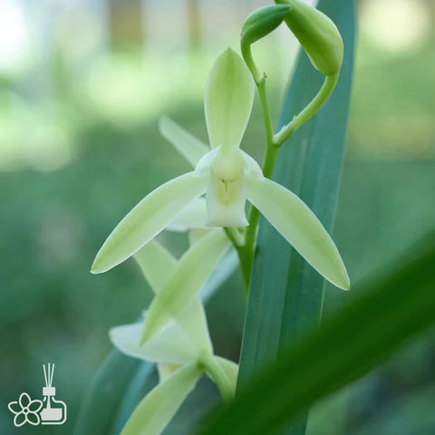 [Bare-root]Cym. ensifolium “DA-FENG-SU” 建蘭大鳳素 [Jan in stock]