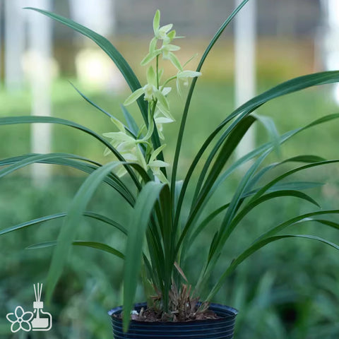 [Bare-root]Cym. ensifolium “DA-FENG-SU” 建蘭大鳳素 [Jan in stock]