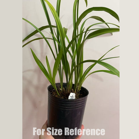 [Bare-root]Cym. ensifolium “DA-FENG-SU” 建蘭大鳳素 [Jan in stock]