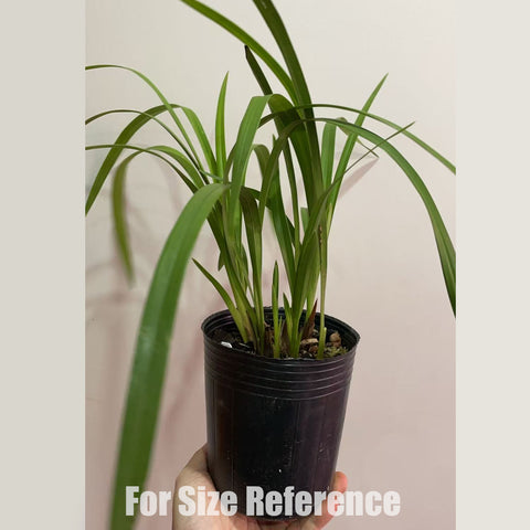 [Bare-root] Cym. Xianglan (Sweet Heart × Murasakigenji) 翠玉香蘭 [Jan in stock]