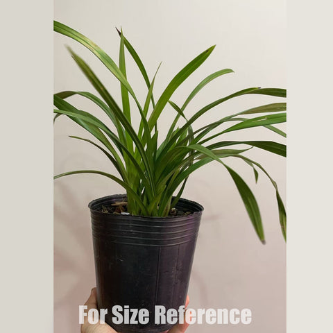 [Bare-rooted]Cym. XiangLan Lady Taipei 香蘭台北小姐[Jan in stock]