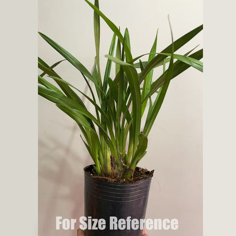 [Bare-root] Cym Enzan Oberon 'gelee' 春寒 [Jan in stock]