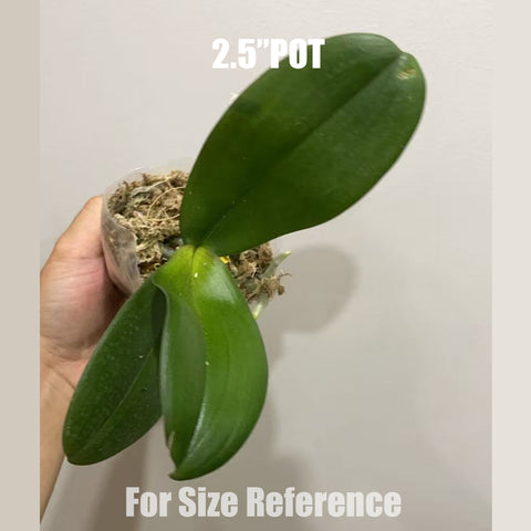 [Bare-Root] Phal. Miki Black Angel  美琪黑天使 '[Aug in Stock]