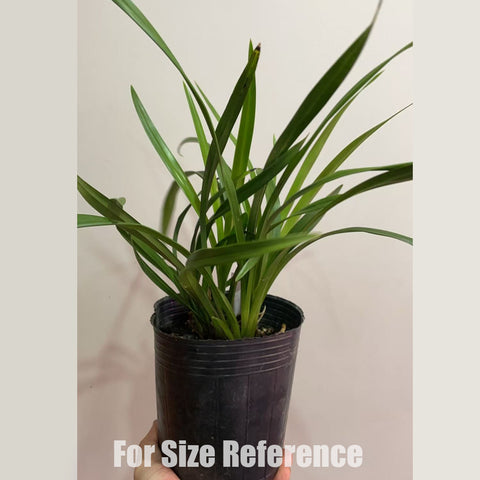 [Bare-rooted]Cym. XiangLan Lady Express 香蘭快車小姐[Jan in stock]