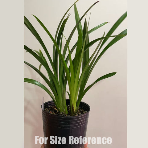 [Bare-rooted]Cym. XiangLan Eastern Beauty 香蘭東方美人[Jan in stock]